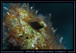 "What's up ?"... Encounter with this little Spinyhead Ble... by Michel Lonfat 